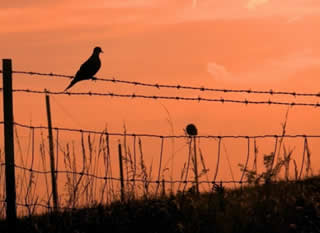 Photo of dove sitting on fence